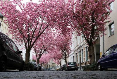 Das Bild zeigt eine Straße in Bonn mit am Straßenrand geparkten Autos und Bäumen am Straßenrand mit blühenden Kirschbäumen. Es ist eine Frühlingsszene mit rosa Blüten, die der Umgebung Farbe verleihen.